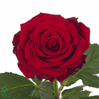 Роза Upper Class