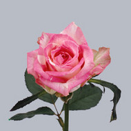 Роза Royal renata