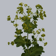 Алхемилла Alchemilla Robustica