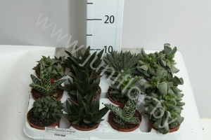 Кактус Pachypytum Gemengd