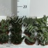 Кактус Pachypytum Gemengd Кактус Pachypytum Gemengd