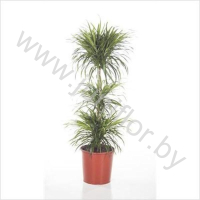 Драцена Dracaena Anita Carrousel