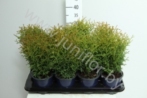 Туя Thuja Tiny Tim