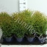 Туя Thuja Tiny Tim Туя Thuja Tiny Tim