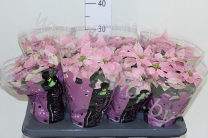 Пуансетия Euphorbia Princettia Soft Pink