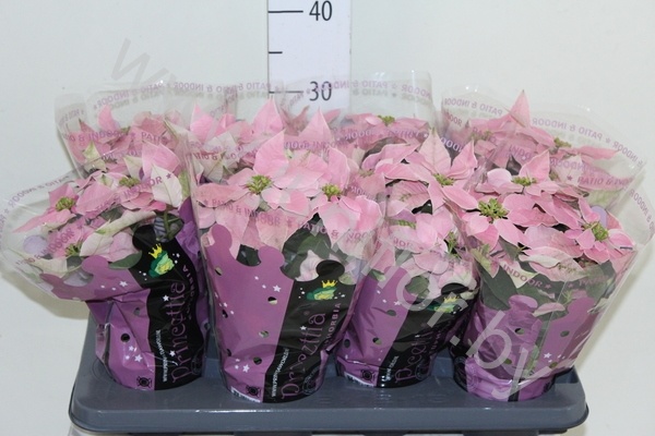 Пуансетия Euphorbia Princettia Soft Pink Пуансетия Euphorbia Princettia Soft Pink