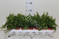 Фикус Ficus Pumila Green Sunny