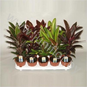 Кордилина Cordyline Gemengd