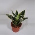 Сансевиерия Sansevieria Golden Edge Hahnii Сансевиерия Sansevieria Golden Edge Hahnii