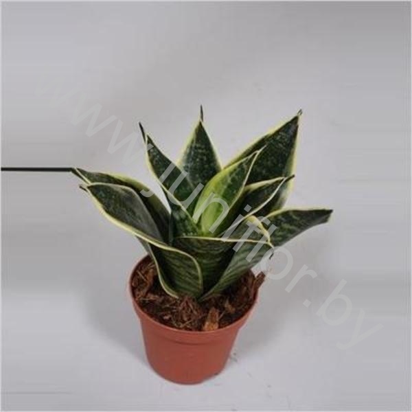 Сансевиерия Sansevieria Golden Edge Hahnii