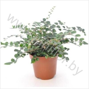 Пеллея Pellaea Rotundifolia