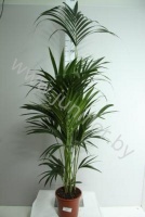 Ховея Форстера Howea Forsteriana