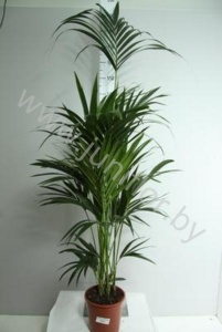 Ховея Форстера Howea Forsteriana