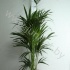 Ховея Форстера Howea Forsteriana Ховея Форстера Howea Forsteriana