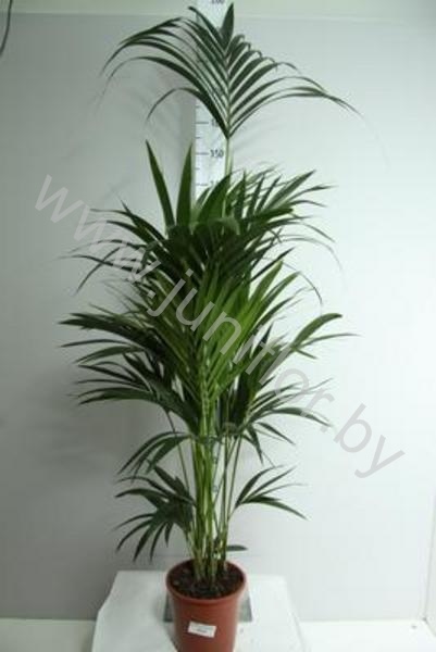 Ховея Форстера Howea Forsteriana