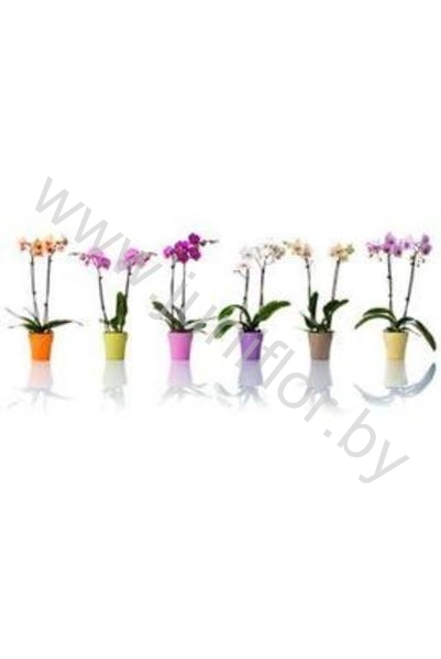 Фаленопсис Phalaenopsis Gem.1-Tak In Keramieke Pot