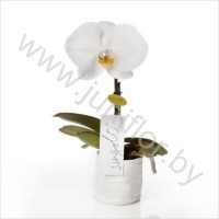 Фаленопсис Phalaenopsis Singolo White CITES