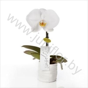 Фаленопсис Phalaenopsis Singolo White CITES