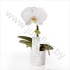Фаленопсис Phalaenopsis Singolo White CITES Фаленопсис Phalaenopsis Singolo White CITES