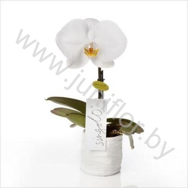 Фаленопсис Phalaenopsis Singolo White CITES