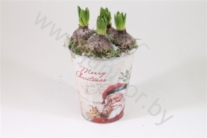 Гиацинт Zinken Pot Xmas+Hyacint