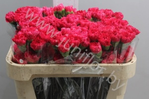 Гвоздика Cerise