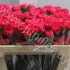 Гвоздика Cerise Гвоздика Cerise