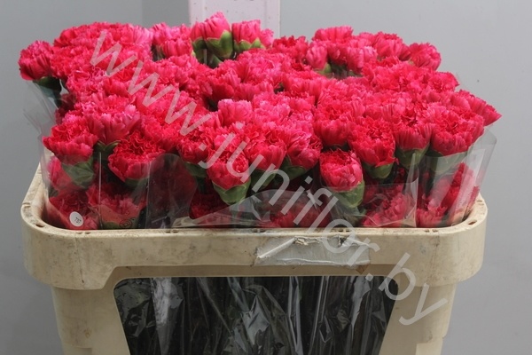 Гвоздика Cerise