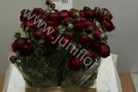 Ранункулус Ranunculus Black Jack