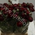 Ранункулус Ranunculus Black Jack Ранункулус Ranunculus Black Jack