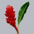 Альфиния Alpinia Purpurata