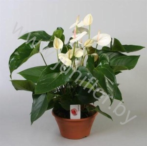 Антуриум Sumi