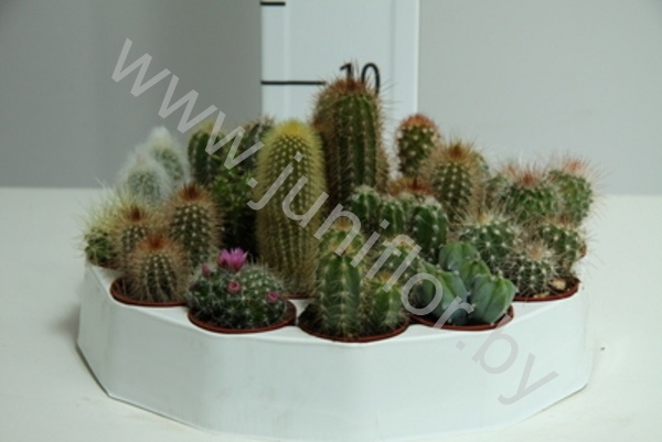 Кактус Rondella Кактус Rondella