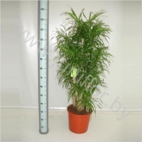 Драцена Dracaena Anita Vertakt