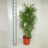 Драцена Dracaena Anita Vertakt Драцена Dracaena Anita Vertakt