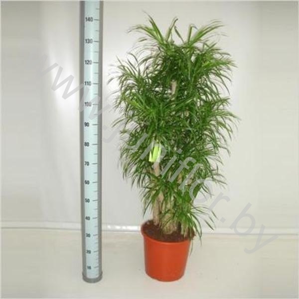 Драцена Dracaena Anita Vertakt