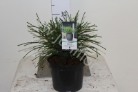 Туя Thuja Whipcord