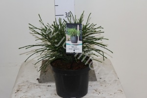 Туя Thuja Whipcord