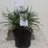 Туя Thuja Whipcord Туя Thuja Whipcord