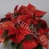 Пуансетия Euphorbia Rood&Glitter