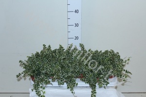 Фикус Ficus Pumila White Sunny