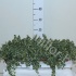 Фикус Ficus Pumila White Sunny Фикус Ficus Pumila White Sunny