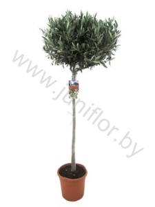 Олива Olea Europaea Op Stam