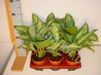Аглаонема Aglaonema Silver Bay