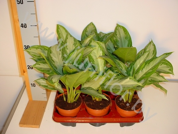 Аглаонема Aglaonema Silver Bay
