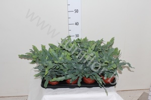 Флебодиум Phlebodium Blue Star