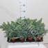 Флебодиум Phlebodium Blue Star Флебодиум Phlebodium Blue Star