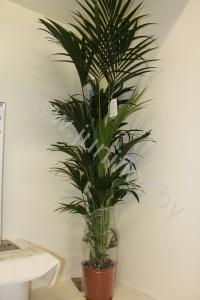 Ховея Форстера Howea Forsteriana