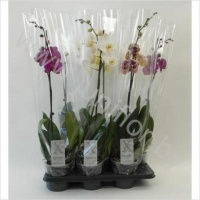 Фаленопсис Phal Mixed 1-Tak (Aphrodite)