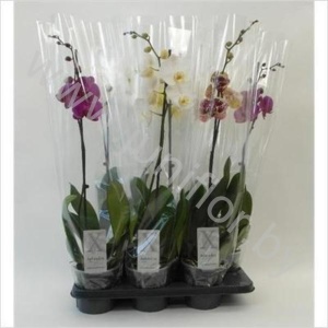 Фаленопсис Phal Mixed 1-Tak (Aphrodite)
